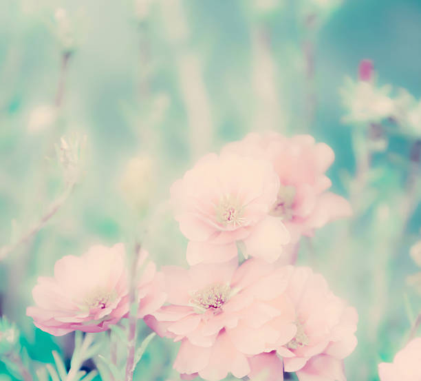 istock Portulaca grandiflora flower 184232660