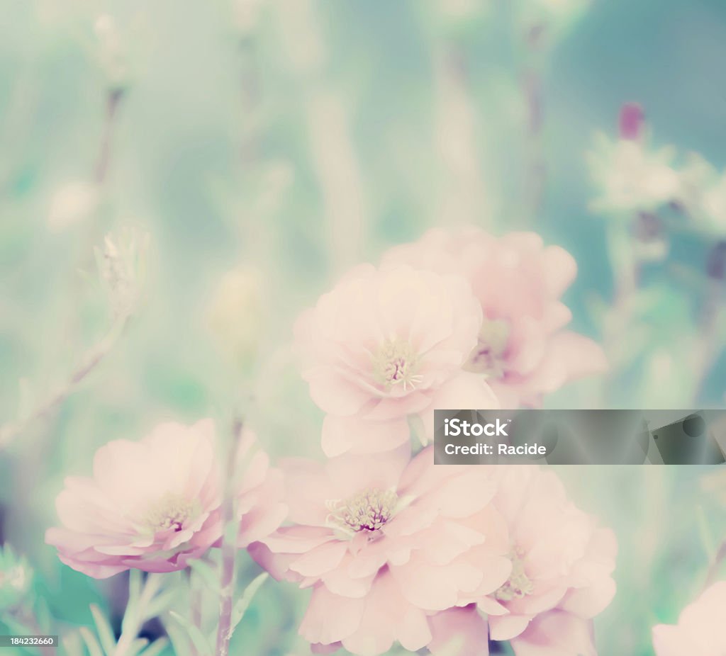 Portulaca grandiflora flower Abstract Stock Photo