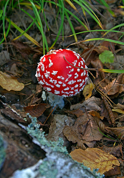 amanita 상단 보기 - poizon mushroom 뉴스 사진 이미지