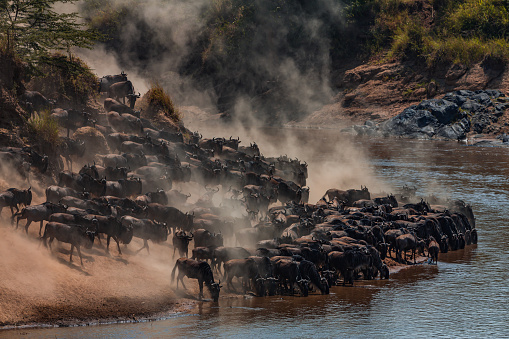 Great Wildebeest Migration