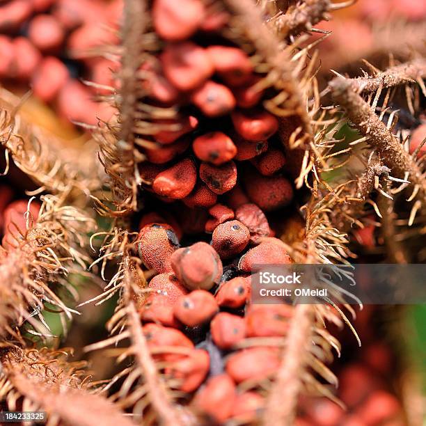 Annatto Foto de stock y más banco de imágenes de Achiote - Achiote, Color vibrante, Cuadrado - Composición