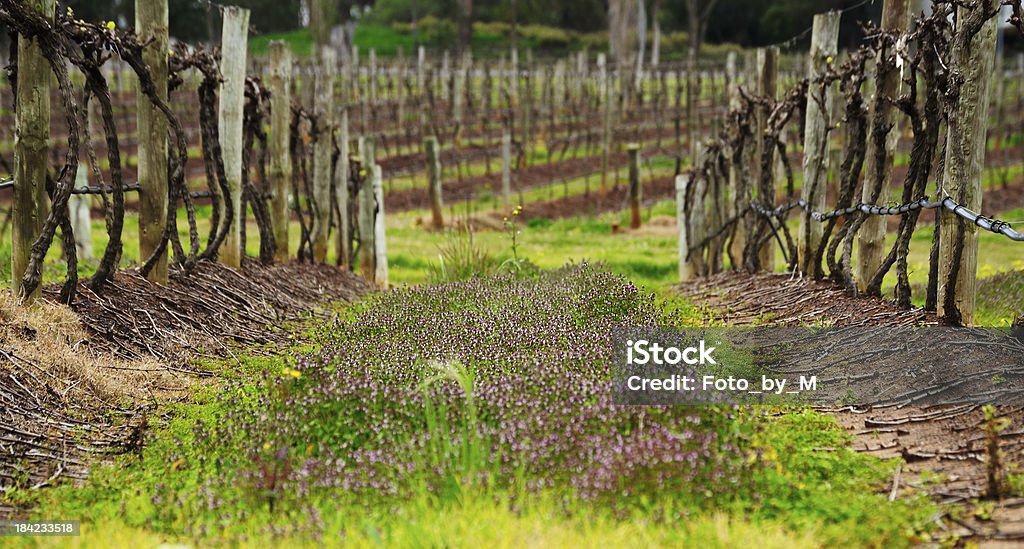 Viñedos, New south wales, Australia - Foto de stock de Agricultura libre de derechos