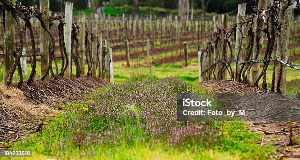 Viñedos New South Wales Australia Foto de stock y más banco de imágenes de Agricultura - Agricultura, Aire libre, Ajardinado