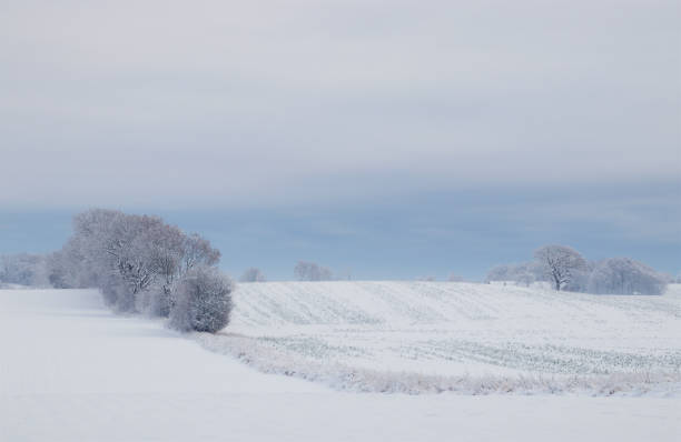 istock The field with snow in light fog 1842336697