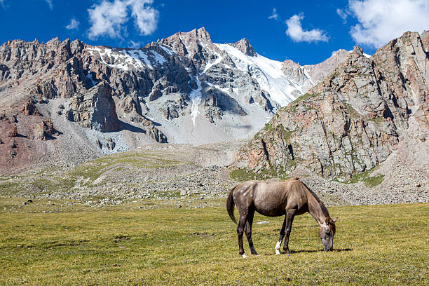 istock Horse in mountains feeding grass at sunny day 184235166