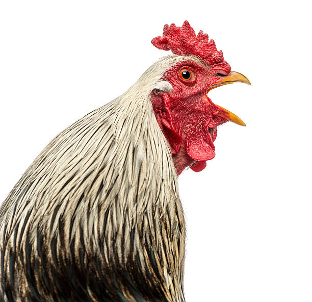 istock Close up of a Brahma rooster crowing, isolated on white 184236110