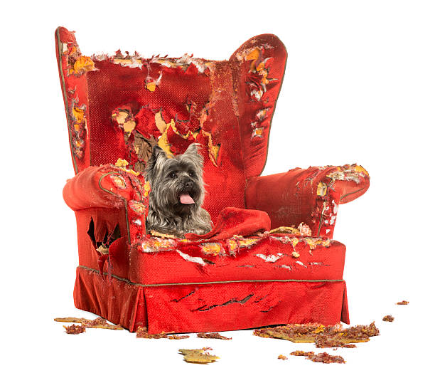istock Cairn Terrier panting, lying on a destroyed armchair, isolated 184236147