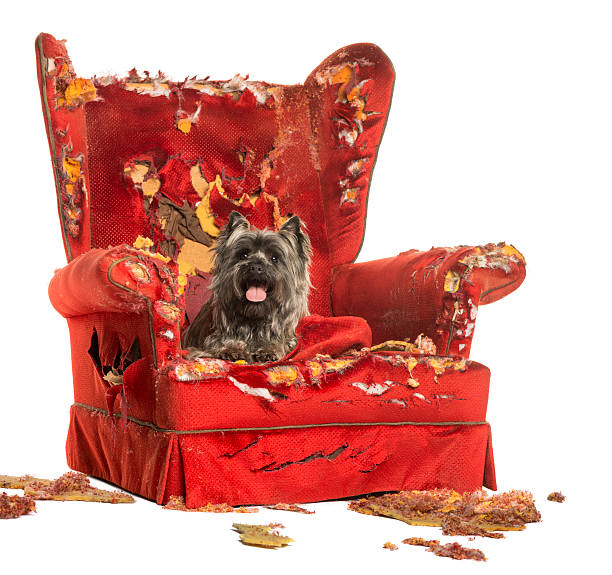 istock Cairn Terrier panting, lying on a destroyed armchair, isolated 184236260