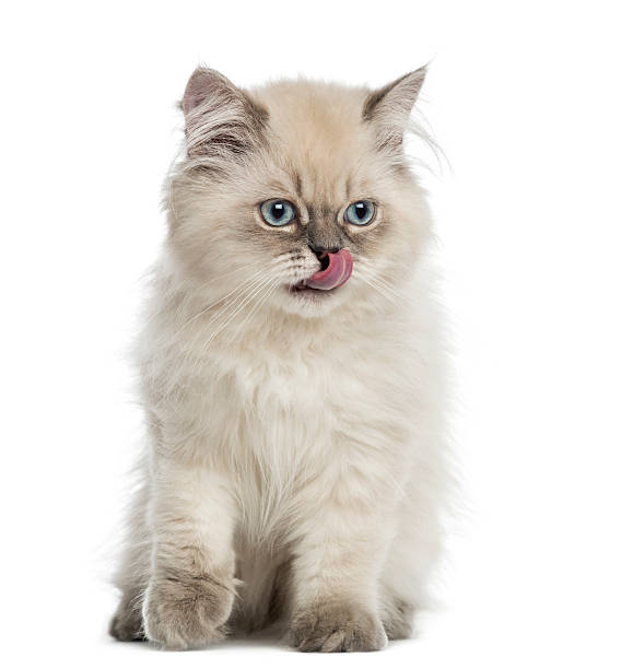 British Longhair kitten, sitting, licking, 5 months old