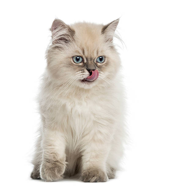 британский длинношёрстная kitten, сидящий, лизать, 5 месяцев - animal tongue стоковые фото и изображения