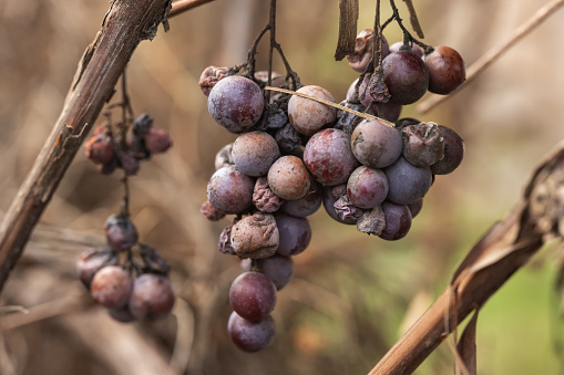 Black grapes on a vine.