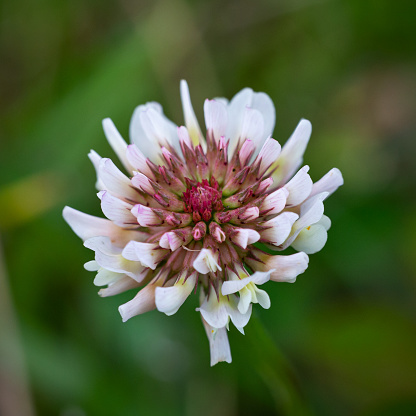 Macro close-up of a single white clover flower (Trifolium Repens) in a meadow from directly above with shallow DOF