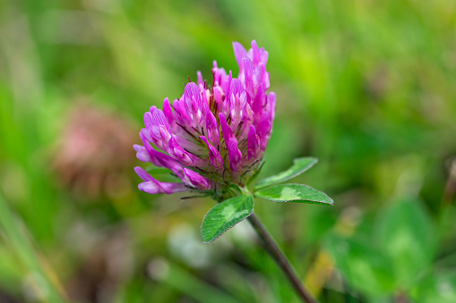 Macro side view close-up of a single red feather clover flower (Trifolium Pratense) in a green meadow with shallow DOF