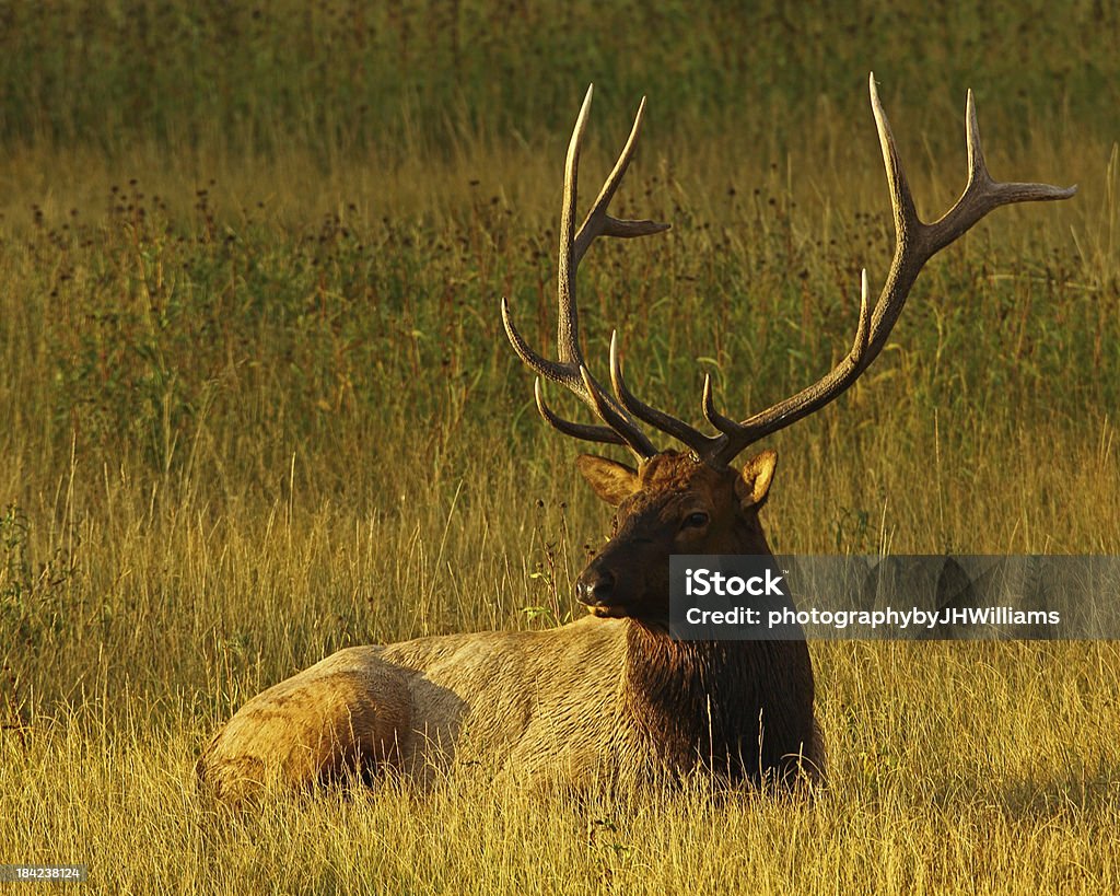 Bull Elk-size - Foto de stock de Caribu - Cervo royalty-free