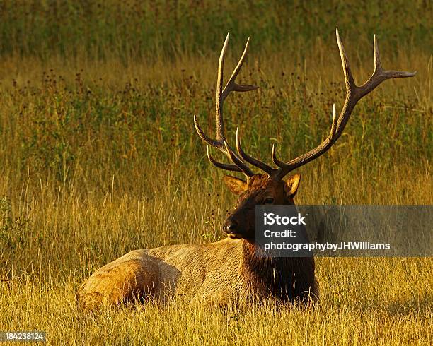 Touro Alces Rodadas - Fotografias de stock e mais imagens de Caribu - Veado-vermelho - Caribu - Veado-vermelho, Família do alce, Fotografia - Imagem