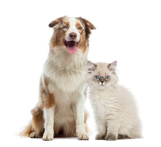 British Longhair kitten and Australian Shepherd sitting British Longhair kitten and Australian Shepherd sitting next to each other, isolated on white british longhair stock pictures, royalty-free photos & images