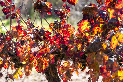 Vineyards in autumn in Rioja. Spain