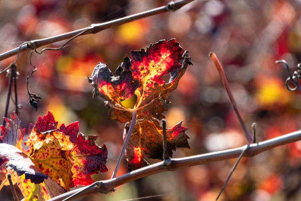Autumn in a vineyard