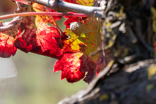 Picturesque red yellow autumn grape leaves in counter sunlight