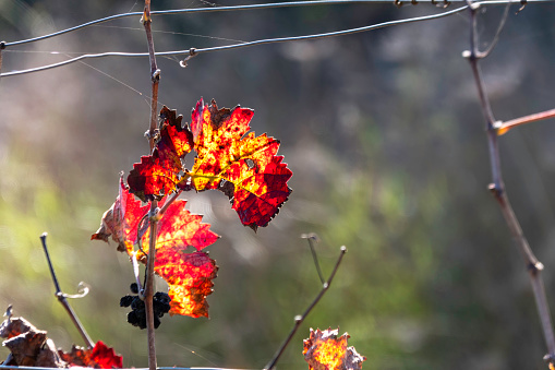 Leaves of a Red Maple Tree in the Autumn in Jacksonville, Florida During the Week Before Christmas 2020