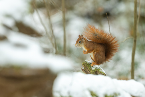 Eurasian red squirrel (Sciurus vulgaris) sitting on a tree stump covered with snow.