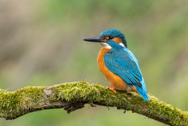 istock Male common kingfisher (Alcedo atthis) 1842403158