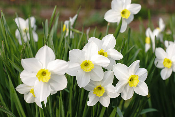 istock white narcissus flowers in the garden 184240910