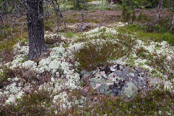 istock Besenheide and real reindeer lichen 184241346