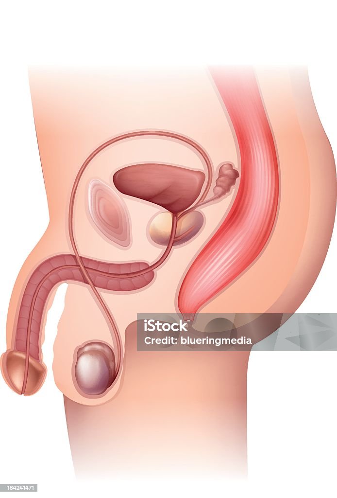 A diagram showing the male reproductive system  male reproductive system Penis stock vector