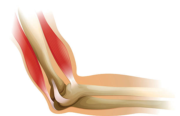 picture of bones of a human elbow - fizyoloji stock illustrations