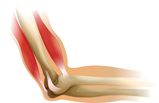 Diagram of a human elbow