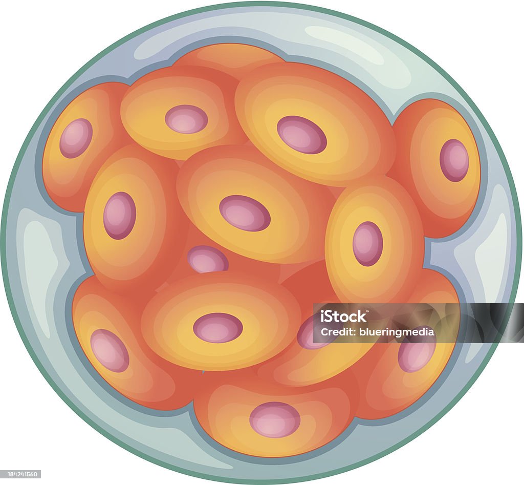 Morula Designs Morula Stock Illustration - Download Image Now - Animal, Biological ...