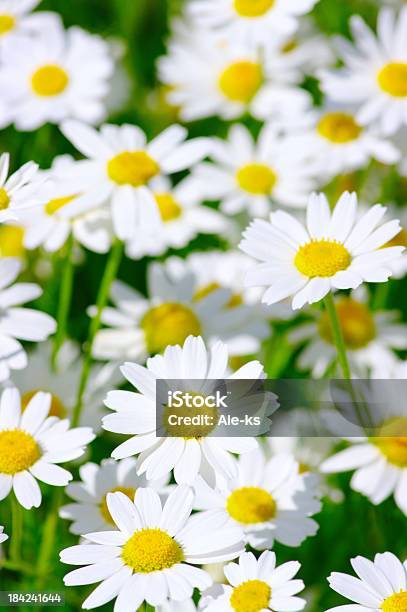 Chamomiles Brancos - Fotografias de stock e mais imagens de Ao Ar Livre - Ao Ar Livre, Cabeça Humana, Camomila