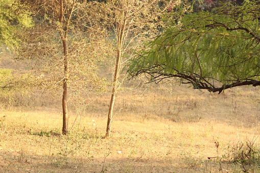 Shot of Various branches of trees in dry weather under bright sunlight, two fried trees