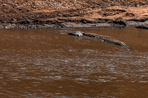 Crocodile feeding in Mara River
