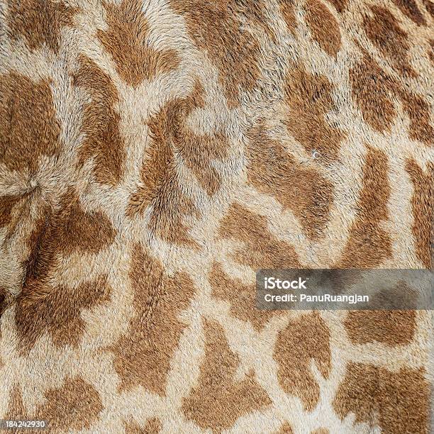 Кожу Жирафа — стоковые фотографии и другие картинки Абстрактный - Абстрактный, Африка, Белый