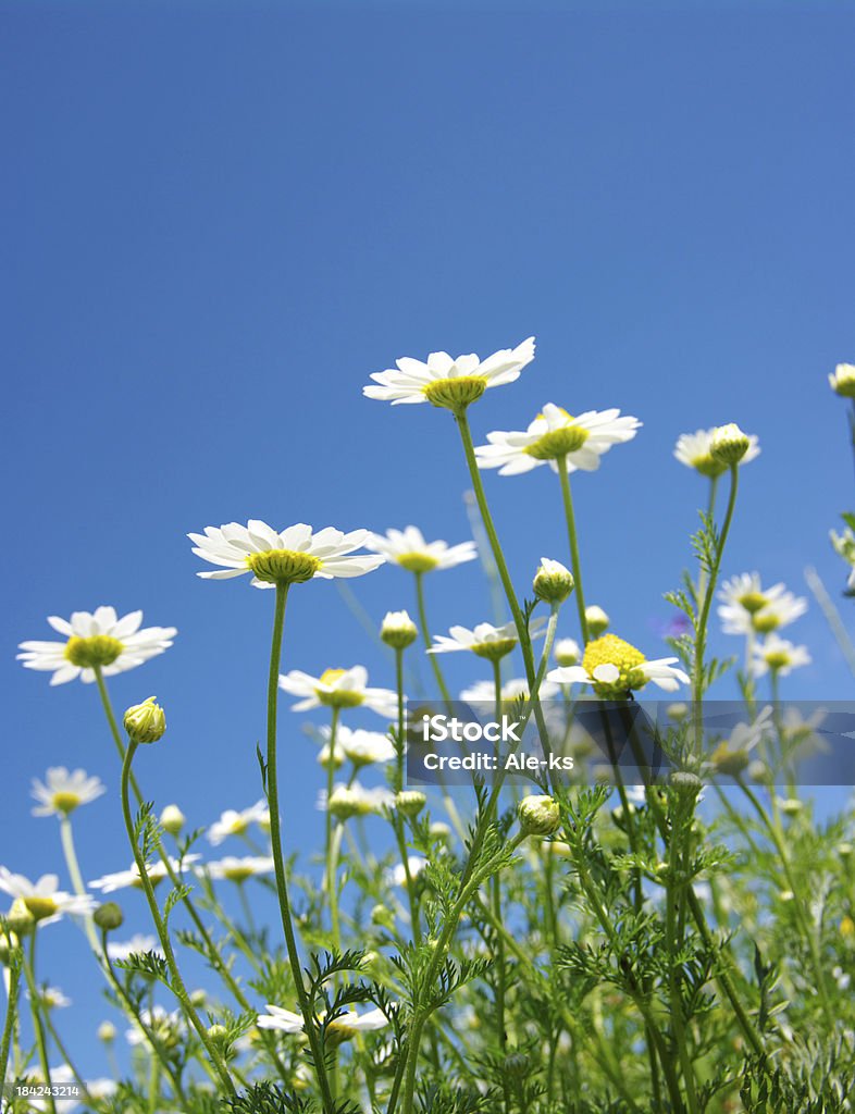 ホワイト daisies - デイジーのロイヤリティフリーストックフォト