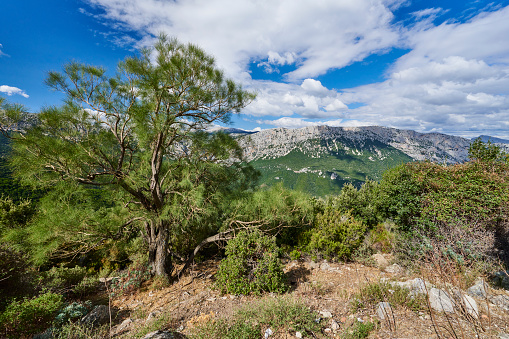 Daytime view of the karstic area known as Supramonte. Dorgali. Province of Nuoro. Sardinia. Italy.