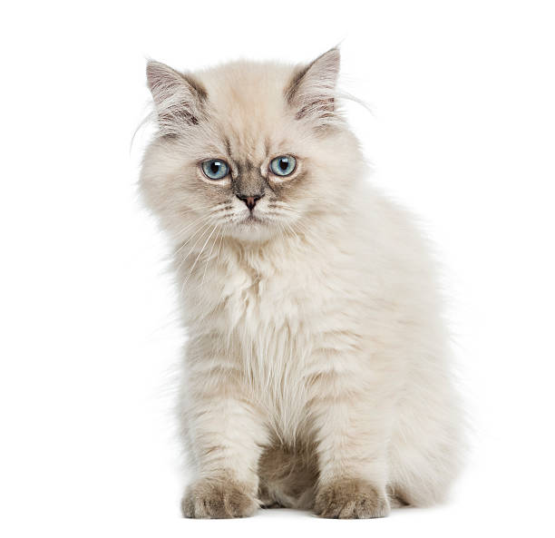 istock British Longhair kitten sitting, 5 months old, isolated on white 184243964