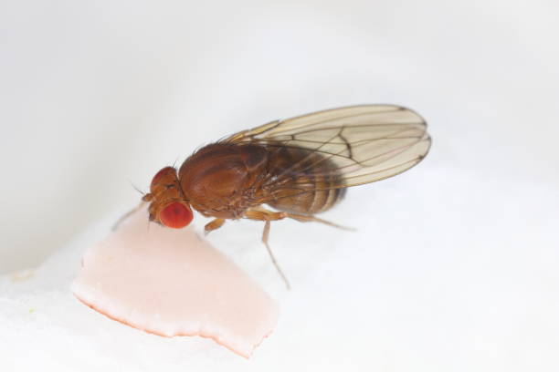istock Detailed close-up of a fruit fly (Drosophilidae). 1842439714