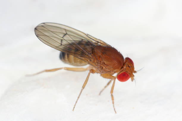 istock Detailed close-up of a fruit fly (Drosophilidae). 1842439720