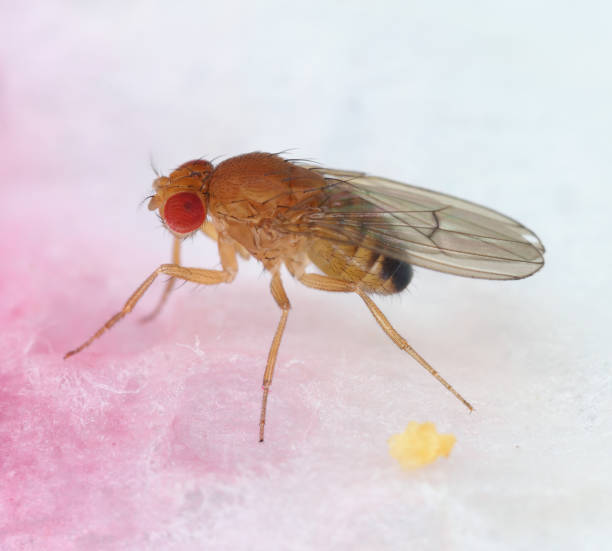 istock vinegar fly, fruit fly (Drosophila melanogaster), Fruit fly on a paper kitchen towel. 1842440231