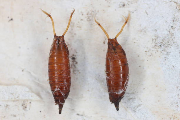 istock Pupa of vinegar fly, fruit fly (Drosophila, Drosophilidae). 1842440235