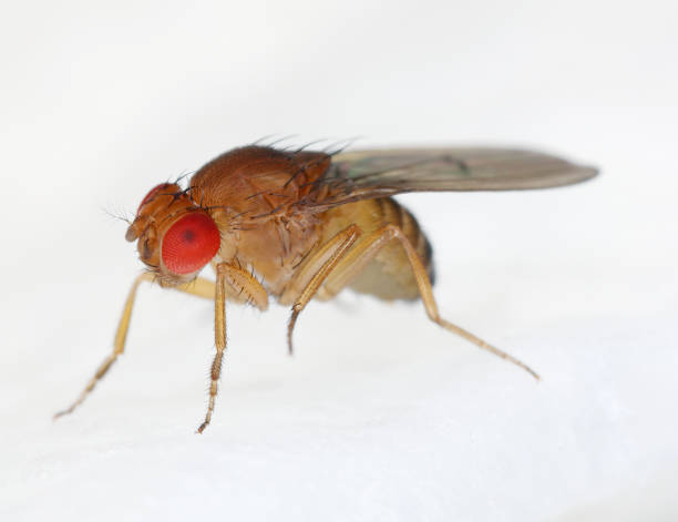 istock vinegar fly, fruit fly (Drosophila melanogaster), Fruit fly on a paper kitchen towel. 1842440241