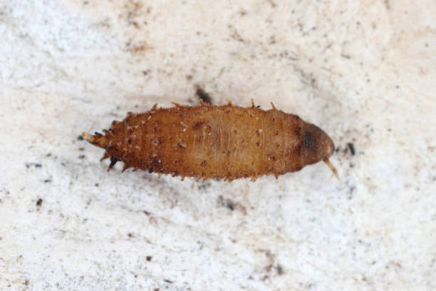 istock Pupa of vinegar fly, fruit fly (Drosophila, Drosophilidae). 1842440242