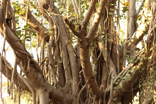 Shot of the branches and roots of the banyan tree growing old on the ground, bargad ka ped, upper part