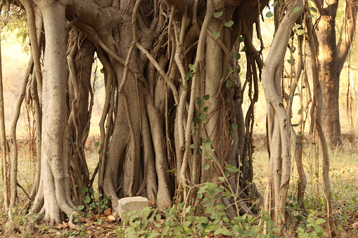 Shot of the branches and roots of the banyan tree growing old on the ground, bargad ka ped