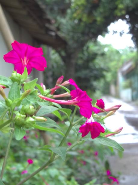 istock mirabilis jalapa flower 1842452158