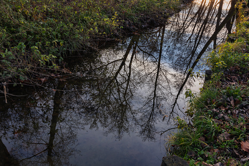 Stream in a forest at sunset.