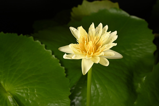 Beautiful yellow water lilies with green leaves blooming in the pond